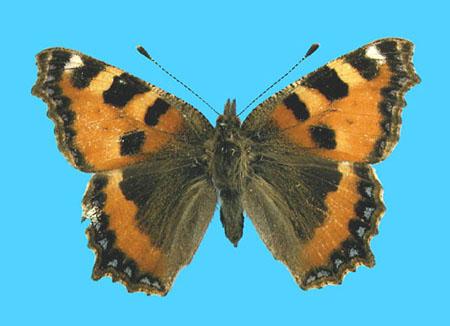 Aglias urticae ab. ichnusioides 5-10-1949 Ting, Herts Co., UK (Internet Image property of respective owner, non-commercial use only)